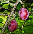 Frugttræer mix 23 cm potte – flere sorter